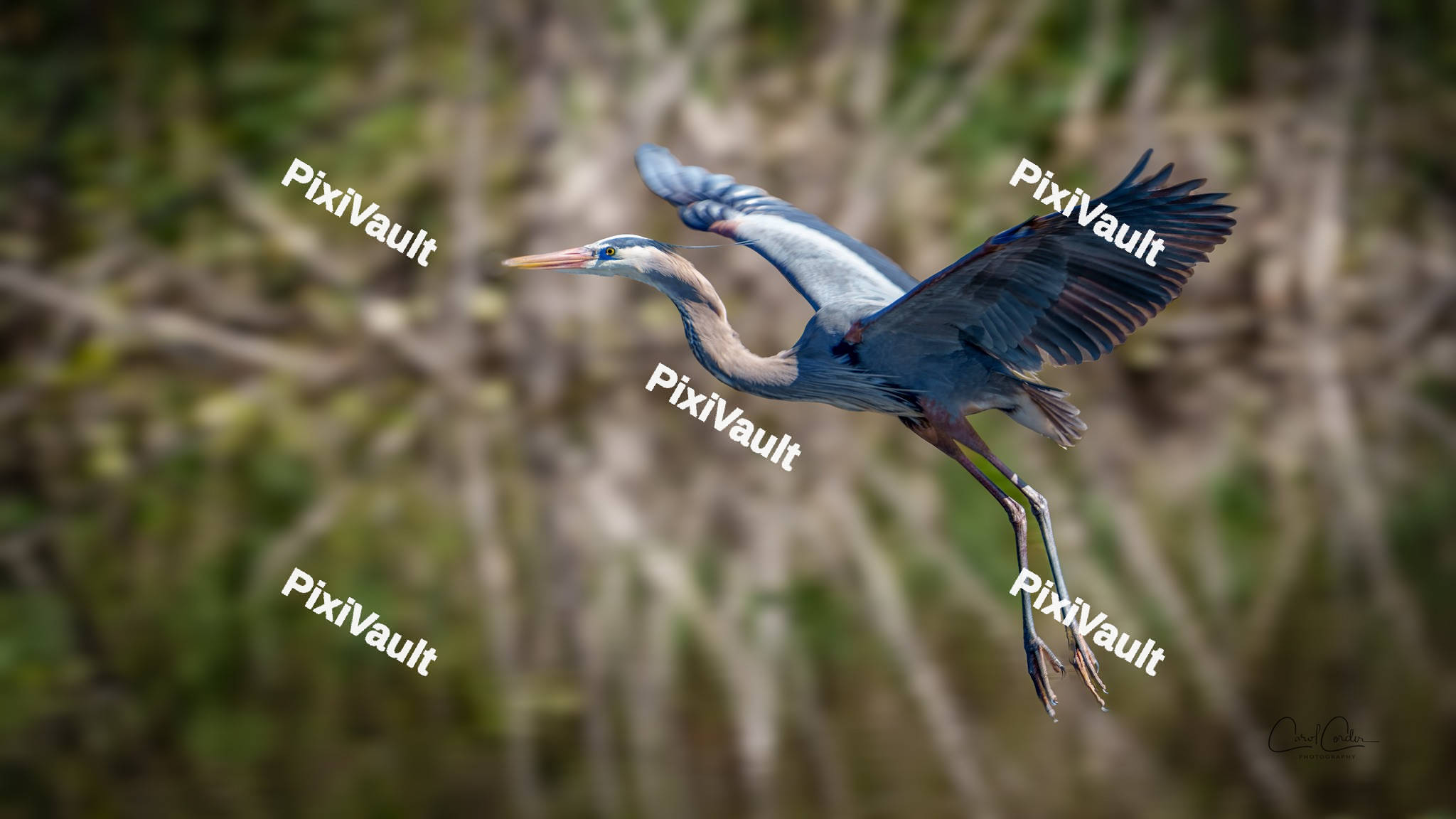 Great blue Heron